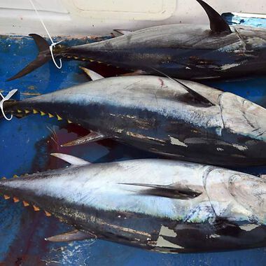Darmkrebs-Patienten leben länger, wenn sie öfter fette Fische verzehren