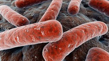 Bereits bekanntes Antibiotikum könnte künftig gegen Tuberkulose zum Einsatz kommen