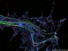 Forscher finden neue ALS-Genvarianten