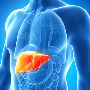 Hepatitis bleibt oft lange unentdeckt, Varianten B und C sind tückischer