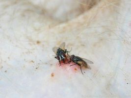 Fliegen können auch die tropische Krankheit Frambösie übertragen