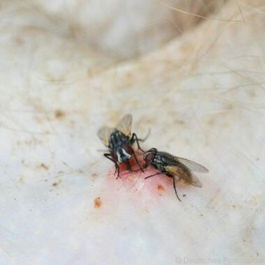 Fliegen können auch die tropische Krankheit Frambösie übertragen