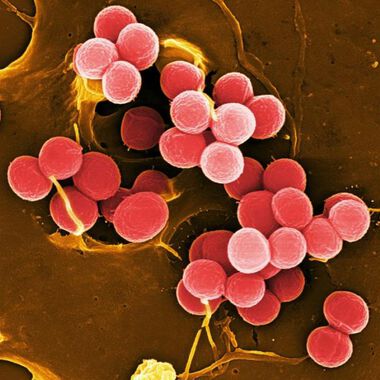 Forscher klären warum Staphylokokken schwere Blutvergiftungen verursachen