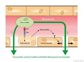 Krebszellen töten bewusst Zellen der Blutgefäße und bilden so Metastasen