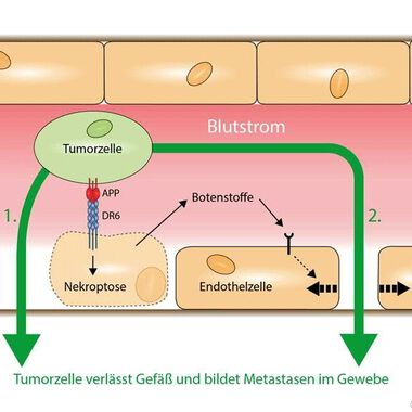 Krebszellen töten bewusst Zellen der Blutgefäße und bilden so Metastasen