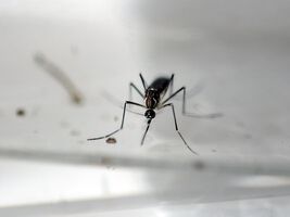 Schweizer Mediziner errichten weltweites Zika-Register