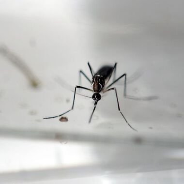 Schweizer Mediziner errichten weltweites Zika-Register