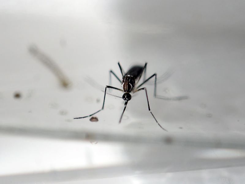 Schweizer Mediziner errichten weltweites Zika-Register