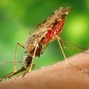 Neue Zika-Fälle in Deutschland – globaler Notstand besteht weiter
