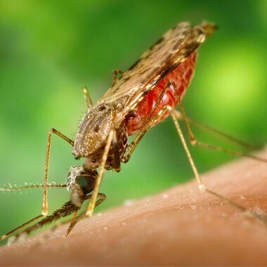 Neue Zika-Fälle in Deutschland – globaler Notstand besteht weiter