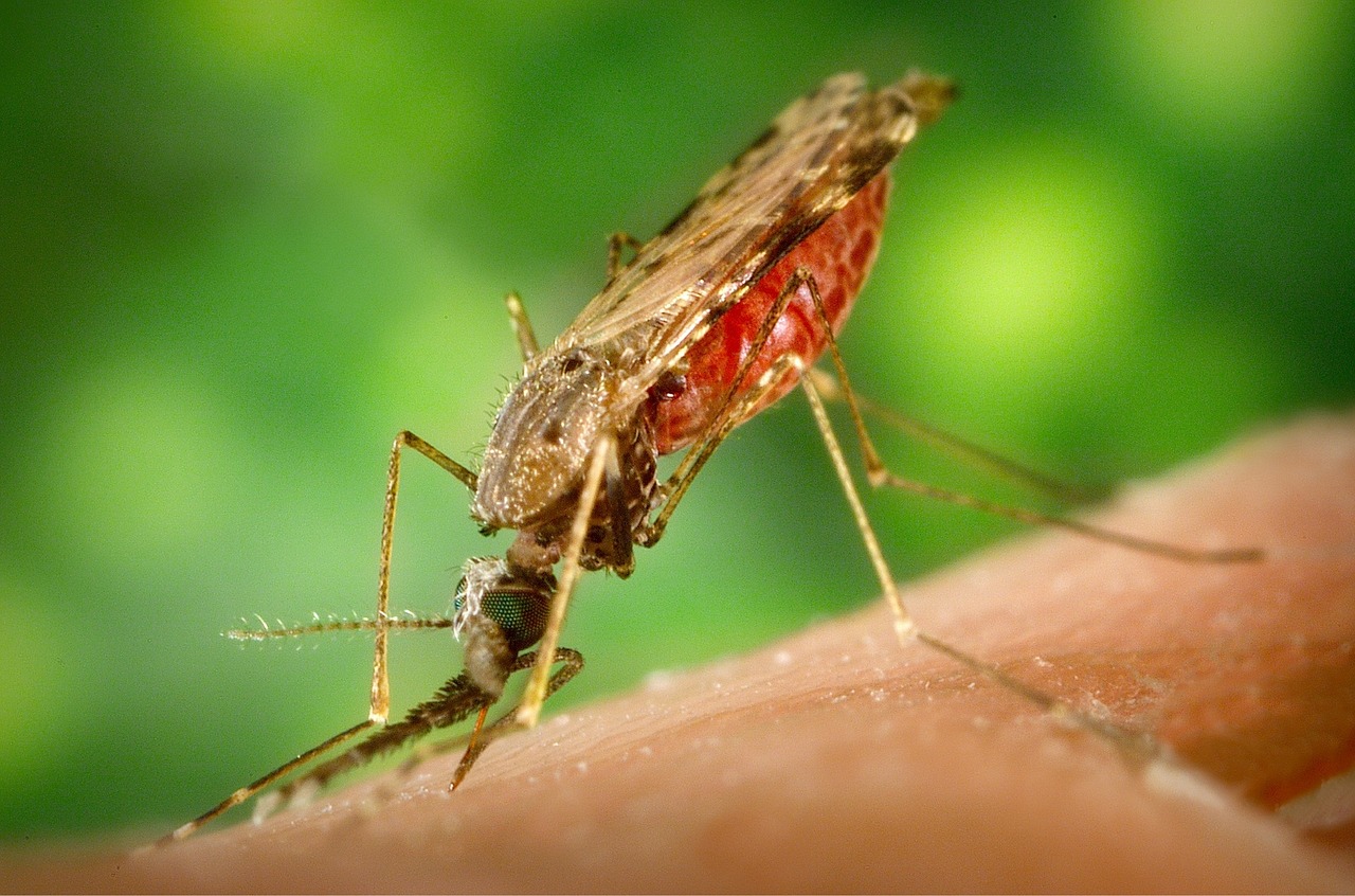 Neue Zika-Fälle in Deutschland – globaler Notstand besteht weiter