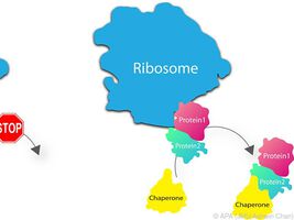 Neue Details bei der Synthese im Zellinneren entschlüsselt
