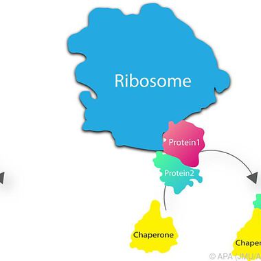 Neue Details bei der Synthese im Zellinneren entschlüsselt