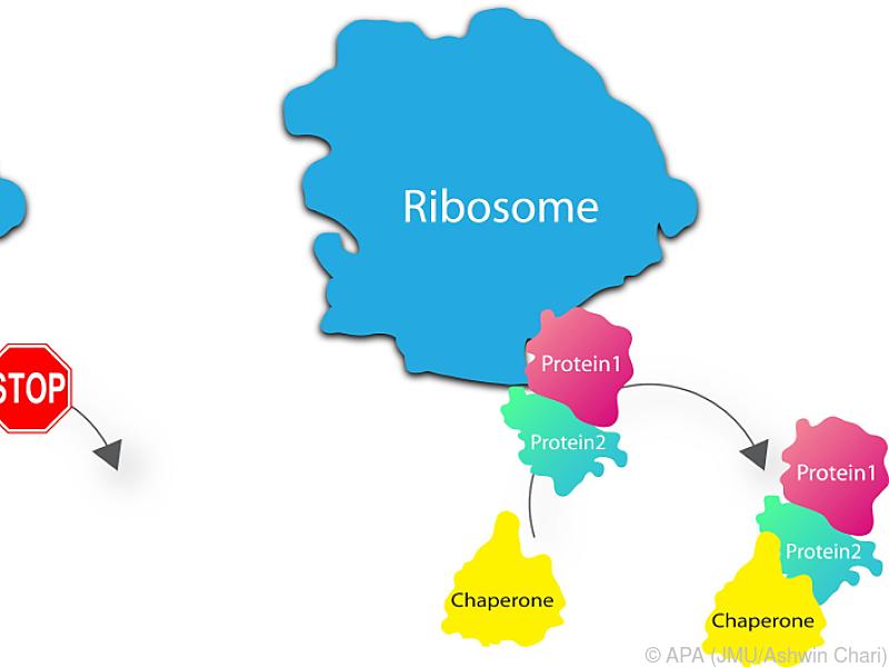 Neue Details bei der Synthese im Zellinneren entschlüsselt