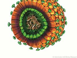 Hepatitis B-Fälle gehen stark zurück, Situation in Europa ist unterschiedlich