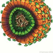 Hepatitis B-Fälle gehen stark zurück, Situation in Europa ist unterschiedlich