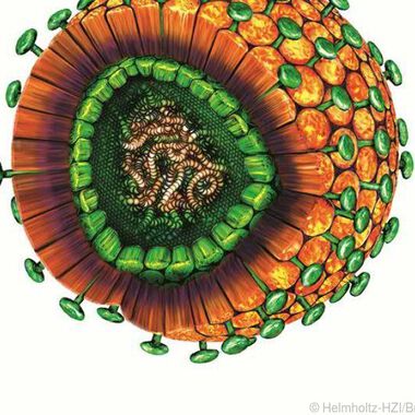 Hepatitis B-Fälle gehen stark zurück, Situation in Europa ist unterschiedlich
