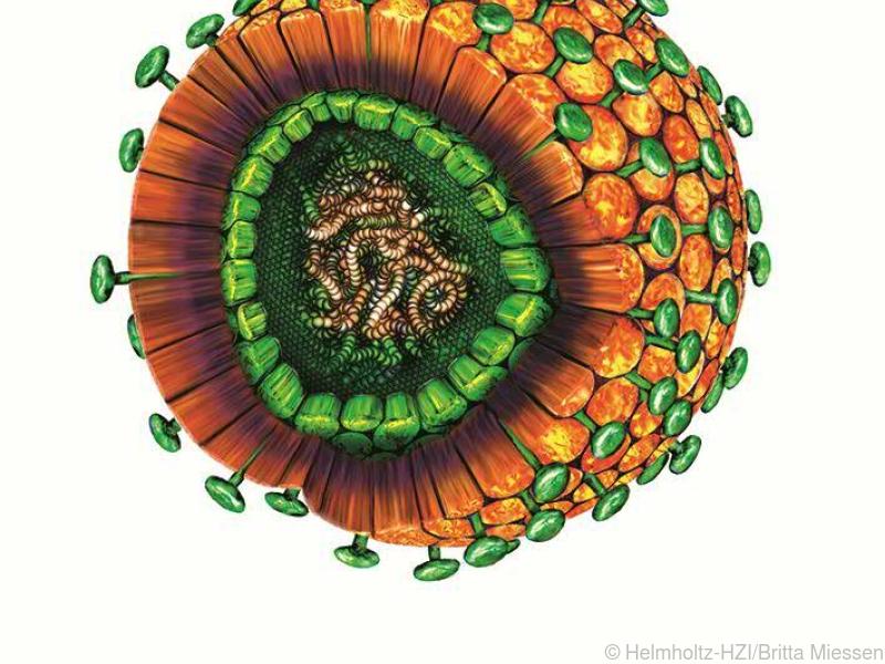 Hepatitis B-Fälle gehen stark zurück, Situation in Europa ist unterschiedlich