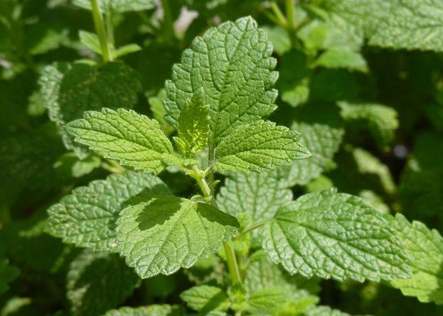Melissa Officinalis
