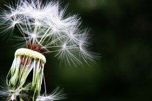 Diagnostik und Therapie von Allergien und Asthma bronchiale im Kinder- und Jugendalter