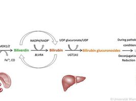 Bilirubin-Überschuss stärkt die Gesundheit