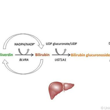 Bilirubin-Überschuss stärkt die Gesundheit