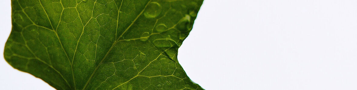 Evidenzbasierte Phytotherapie im Kampf gegen Viren & Co.