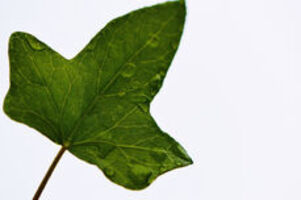 Evidenzbasierte Phytotherapie im Kampf gegen Viren & Co.