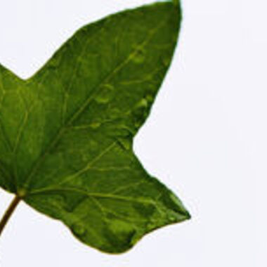 Evidenzbasierte Phytotherapie im Kampf gegen Viren & Co.