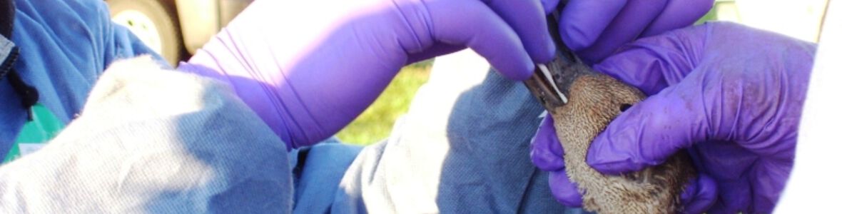 Vogelgrippe: Keine weiteren Verdachtsfälle in Salzburg