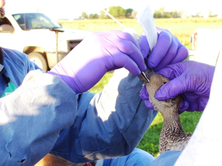 Vogelgrippe: Keine weiteren Verdachtsfälle in Salzburg