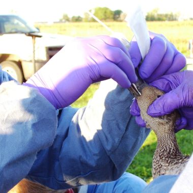 Vogelgrippe: Keine weiteren Verdachtsfälle in Salzburg