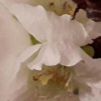 Hypoganadismus – von den Symptomen bis zur Therapie