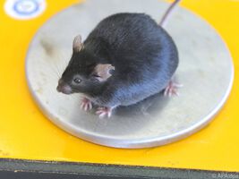 Die Rolle des Cholesterins bei der Fettverbrennung