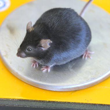 Die Rolle des Cholesterins bei der Fettverbrennung