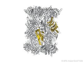 Hemmung des Immunoproteasoms als Basis für neue Wirkstoffe