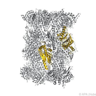 Hemmung des Immunoproteasoms als Basis für neue Wirkstoffe