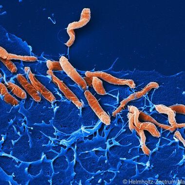 Helicobacter pylori wird schnell zum dominanten Keim