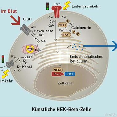 Neue Methode zur Bekämpfung von Diabetes entdeckt