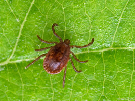 Antibiotika-Gel verhindert Borreliose nach Zeckenstich
