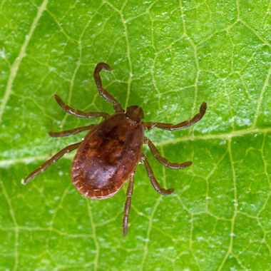 Antibiotika-Gel verhindert Borreliose nach Zeckenstich