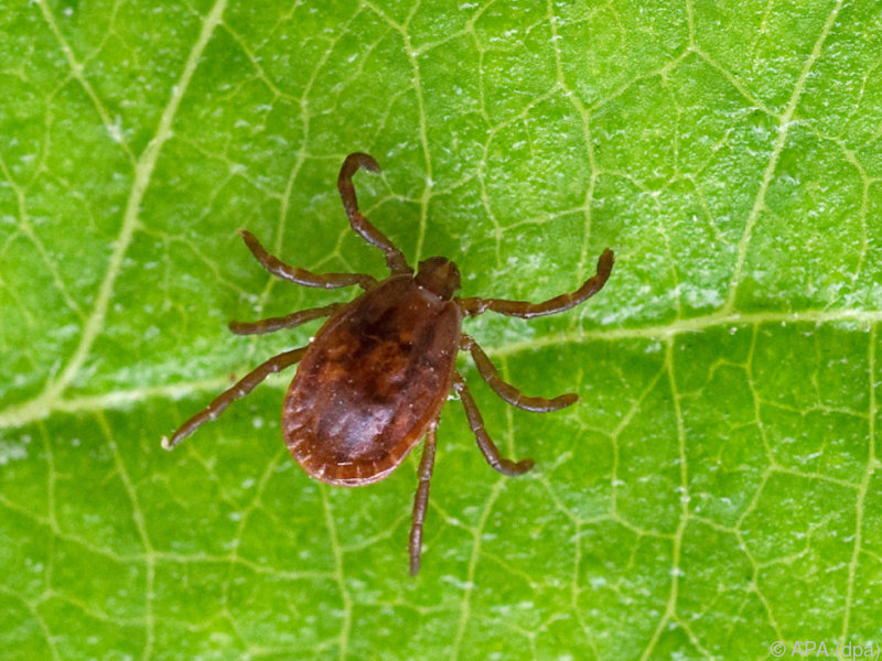 Antibiotika-Gel verhindert Borreliose nach Zeckenstich