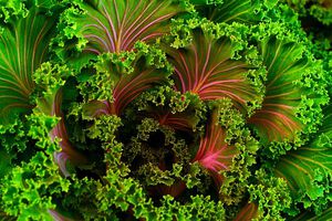 Peace Food – Vegan