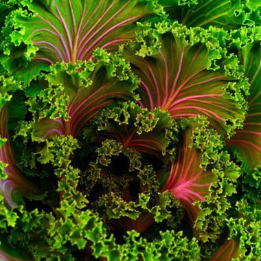 Peace Food – Vegan
