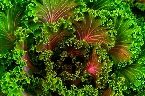 Peace Food – Vegan