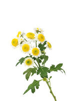 Porträt der Arzneipflanze des Jahres 2017: Mutterkraut (Tanacetum parthenium)