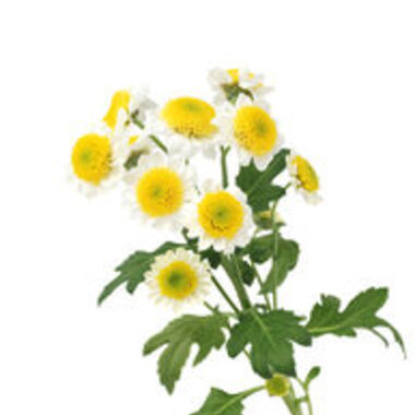 Porträt der Arzneipflanze des Jahres 2017: Mutterkraut (Tanacetum parthenium)