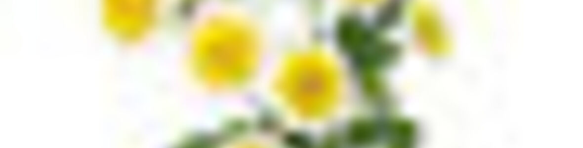 Porträt der Arzneipflanze des Jahres 2017: Mutterkraut (Tanacetum parthenium)