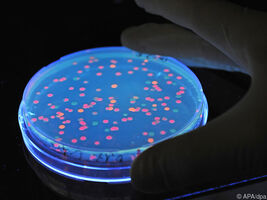Wie Salmonella das Immunsystem umgeht