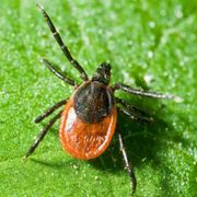 Anaplasma phagocytophilum при български пациенти